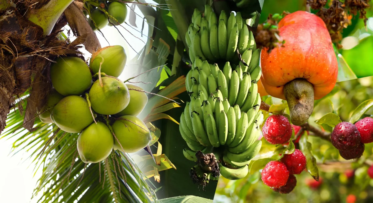 Plantação nos Tabuleiros Litorâneos