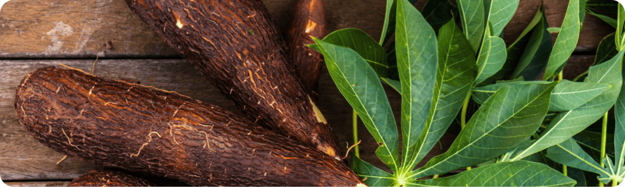 Raízes de mandioca e folhas verdes