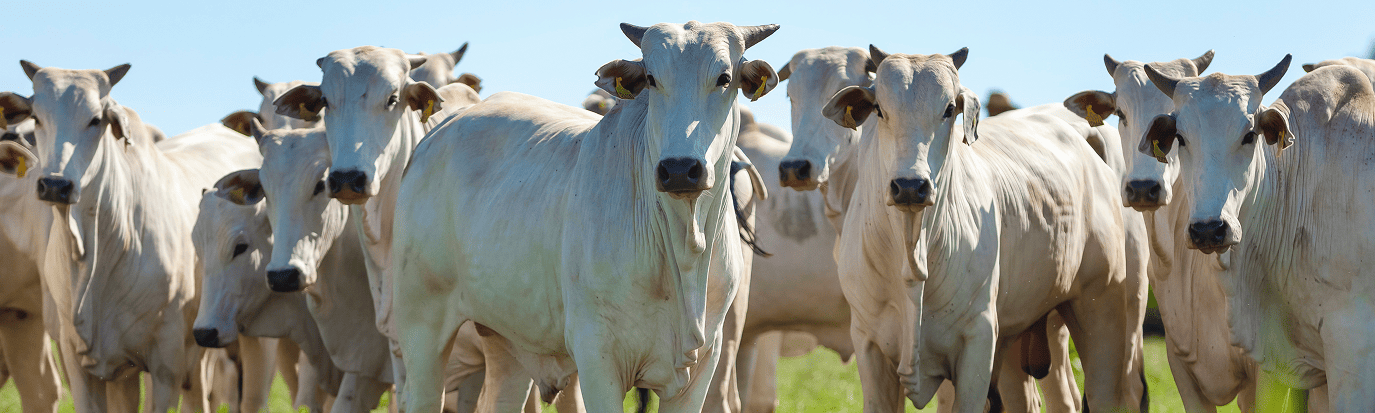 Rebanho de gado nelore no pasto