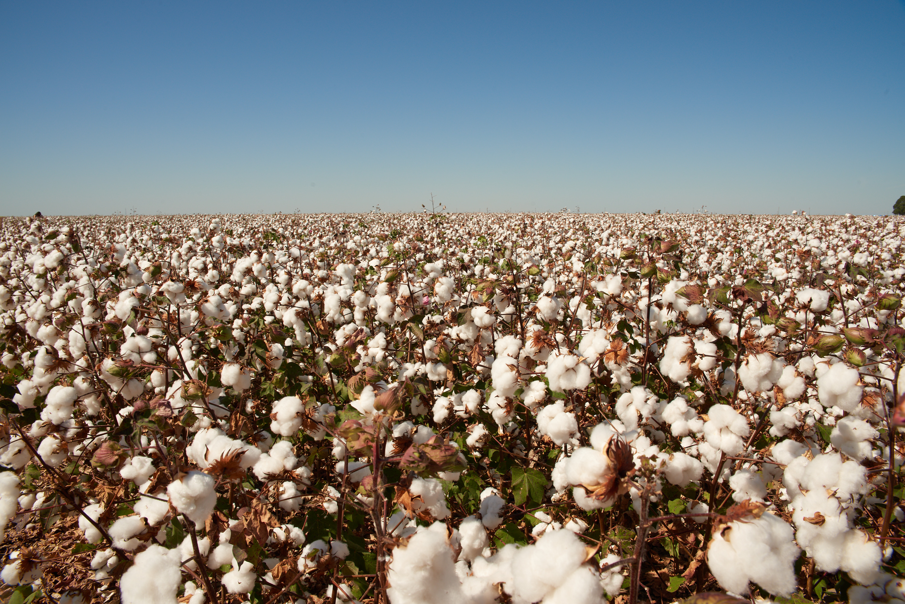 Piauí conquista o 3º lugar no ranking nacional de área plantada de algodão